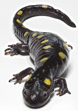 SpottedSalamander