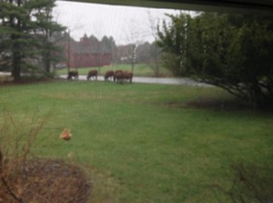 The escapee cows as photographed by Old Sudbury Road resident Julie Brogan though her window.