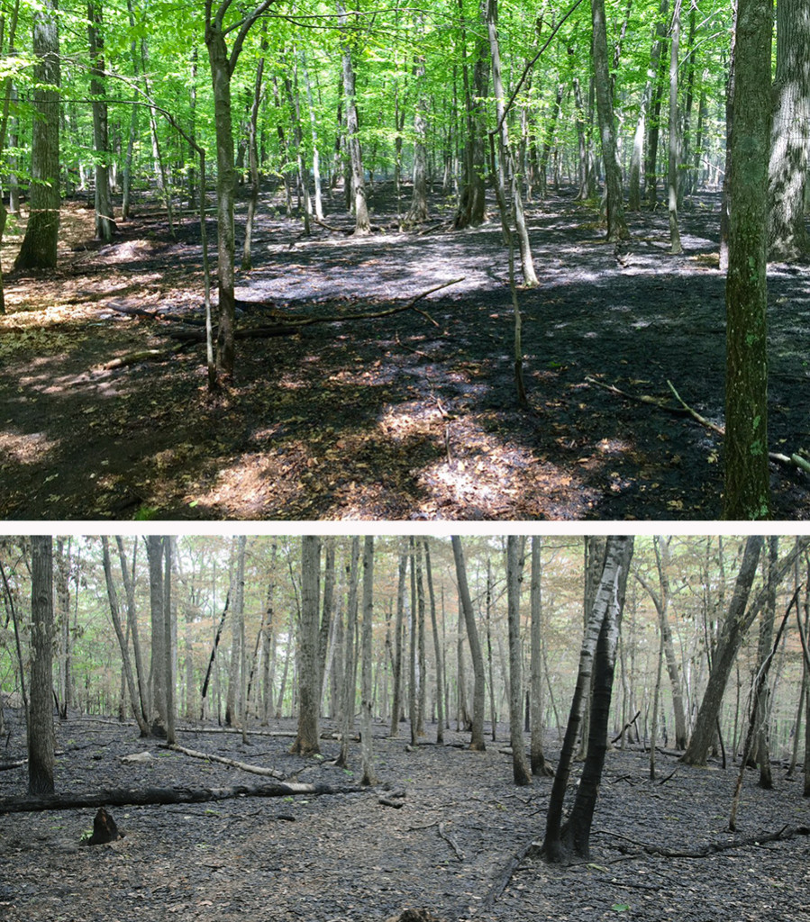Views of the burned area in photos taken by Noah Eckhouse (top) and Peter von Mertens (bottom).