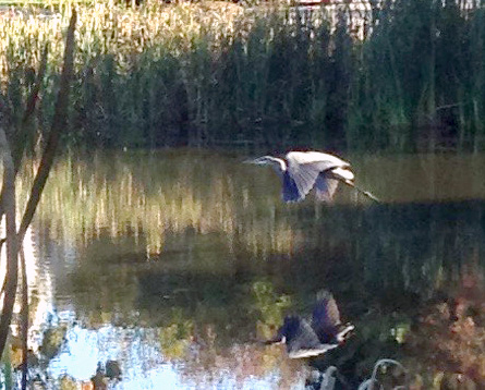 Lincoln resident Susan Taylor photographed this great blue heron and its reflection in the pond at the Pierce House on October 8.