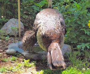 Lincoln resident Ron Rosenbaum photographed these turkeys helping themselves to some much-needed water.